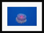 Crown Jellyfish (Netrostoma setouchina), Red Sea, Egypt. by Anonymous