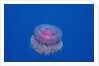 Crown Jellyfish (Netrostoma setouchina), Red Sea, Egypt. by Anonymous