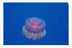 Crown Jellyfish (Netrostoma setouchina), Red Sea, Egypt. by Anonymous