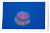 Crown Jellyfish (Netrostoma setouchina), Red Sea, Egypt. by Anonymous