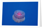 Crown Jellyfish (Netrostoma setouchina), Red Sea, Egypt. by Anonymous