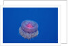Crown Jellyfish (Netrostoma setouchina), Red Sea, Egypt. by Anonymous