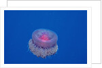 Crown Jellyfish (Netrostoma setouchina), Red Sea, Egypt. by Anonymous