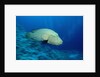 Humpback Wrasse (Cheilinus undulatus), Indo-Pacific Ocean. by Anonymous