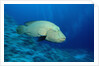 Humpback Wrasse (Cheilinus undulatus), Indo-Pacific Ocean. by Anonymous