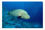 Humpback Wrasse (Cheilinus undulatus), Indo-Pacific Ocean. by Anonymous