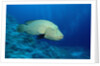 Humpback Wrasse (Cheilinus undulatus), Indo-Pacific Ocean. by Anonymous