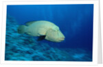 Humpback Wrasse (Cheilinus undulatus), Indo-Pacific Ocean. by Anonymous