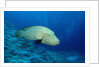 Humpback Wrasse (Cheilinus undulatus), Indo-Pacific Ocean. by Anonymous