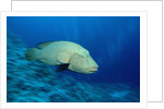 Humpback Wrasse (Cheilinus undulatus), Indo-Pacific Ocean. by Anonymous