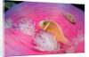 Pink Anemonefishes in a Sea Anemone (Amphiprion perideraion), Pacific Ocean. by Anonymous
