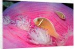 Pink Anemonefishes in a Sea Anemone (Amphiprion perideraion), Pacific Ocean. by Anonymous