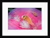 Pink Anemonefishes in a Sea Anemone (Amphiprion perideraion), Pacific Ocean. by Anonymous