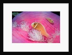 Pink Anemonefishes in a Sea Anemone (Amphiprion perideraion), Pacific Ocean. by Anonymous