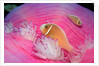 Pink Anemonefishes in a Sea Anemone (Amphiprion perideraion), Pacific Ocean. by Anonymous