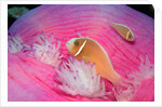 Pink Anemonefishes in a Sea Anemone (Amphiprion perideraion), Pacific Ocean. by Anonymous