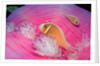 Pink Anemonefishes in a Sea Anemone (Amphiprion perideraion), Pacific Ocean. by Anonymous