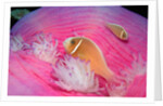 Pink Anemonefishes in a Sea Anemone (Amphiprion perideraion), Pacific Ocean. by Anonymous
