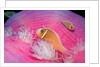 Pink Anemonefishes in a Sea Anemone (Amphiprion perideraion), Pacific Ocean. by Anonymous