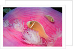 Pink Anemonefishes in a Sea Anemone (Amphiprion perideraion), Pacific Ocean. by Anonymous