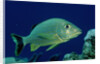 French Grunt (Haemulon flavolineatum) Caribbean by Anonymous