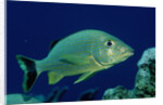 French Grunt (Haemulon flavolineatum) Caribbean by Anonymous