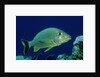 French Grunt (Haemulon flavolineatum) Caribbean by Anonymous