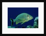 French Grunt (Haemulon flavolineatum) Caribbean by Anonymous