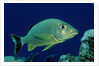 French Grunt (Haemulon flavolineatum) Caribbean by Anonymous