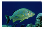 French Grunt (Haemulon flavolineatum) Caribbean by Anonymous