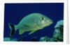 French Grunt (Haemulon flavolineatum) Caribbean by Anonymous