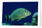 French Grunt (Haemulon flavolineatum) Caribbean by Anonymous