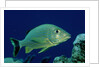 French Grunt (Haemulon flavolineatum) Caribbean by Anonymous