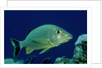 French Grunt (Haemulon flavolineatum) Caribbean by Anonymous