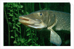 Pike head (Esox lucius). by Anonymous