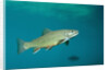 Brook Trout (Salvelinus fontinalis). by Anonymous