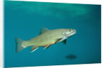 Brook Trout (Salvelinus fontinalis). by Anonymous