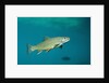 Brook Trout (Salvelinus fontinalis). by Anonymous