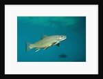Brook Trout (Salvelinus fontinalis). by Anonymous