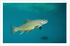Brook Trout (Salvelinus fontinalis). by Anonymous