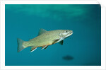 Brook Trout (Salvelinus fontinalis). by Anonymous