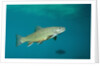Brook Trout (Salvelinus fontinalis). by Anonymous
