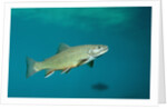 Brook Trout (Salvelinus fontinalis). by Anonymous