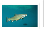 Brook Trout (Salvelinus fontinalis). by Anonymous