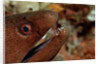Yellow-margined Moray (Gymnothorax flavimarginatus) and Cleaner Shrimp working around its open mouth by Anonymous