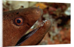 Yellow-margined Moray (Gymnothorax flavimarginatus) and Cleaner Shrimp working around its open mouth by Anonymous