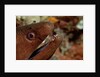 Yellow-margined Moray (Gymnothorax flavimarginatus) and Cleaner Shrimp working around its open mouth by Anonymous