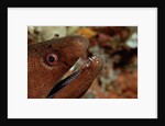 Yellow-margined Moray (Gymnothorax flavimarginatus) and Cleaner Shrimp working around its open mouth by Anonymous
