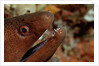 Yellow-margined Moray (Gymnothorax flavimarginatus) and Cleaner Shrimp working around its open mouth by Anonymous