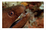 Yellow-margined Moray (Gymnothorax flavimarginatus) and Cleaner Shrimp working around its open mouth by Anonymous